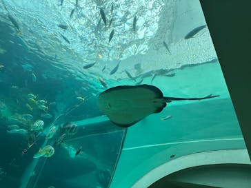名古屋港水族館に投稿された画像（2025/7/14）
