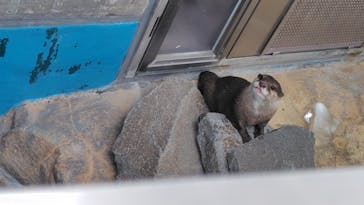 大分マリーンパレス水族館 「うみたまご」に投稿された画像（2025/7/14）