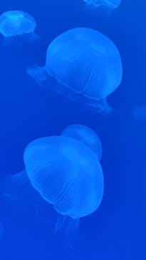 大分マリーンパレス水族館 「うみたまご」に投稿された画像（2025/7/14）