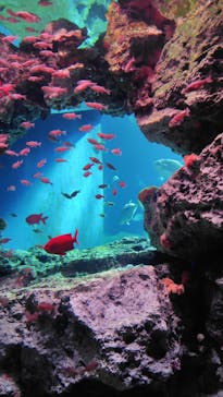 大分マリーンパレス水族館 「うみたまご」に投稿された画像（2025/7/14）