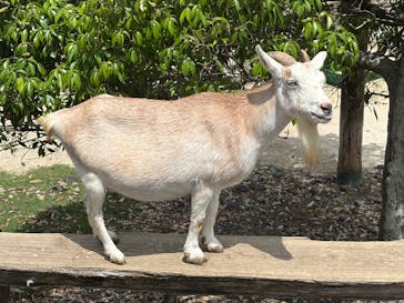 九十九島パールシーリゾートに投稿された画像（2025/7/14）