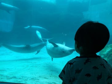 名古屋港水族館に投稿された画像（2025/7/14）