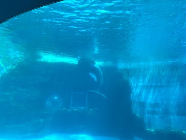 名古屋港水族館に投稿された画像（2025/7/14）