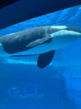 名古屋港水族館に投稿された画像（2025/7/14）