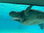 沖縄美ら海水族館に投稿された画像（2025/7/14）