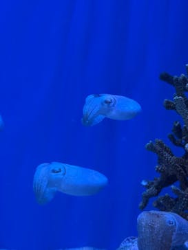 沖縄美ら海水族館に投稿された画像（2025/7/14）