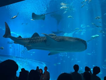 沖縄美ら海水族館に投稿された画像（2025/7/14）