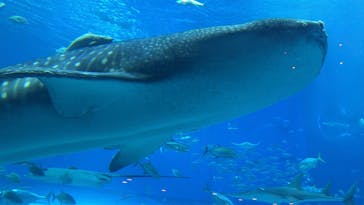 沖縄美ら海水族館に投稿された画像（2025/7/14）