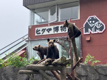 のぼりべつクマ牧場に投稿された画像（2025/7/14）