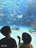 サンシャイン水族館に投稿された画像（2025/7/14）