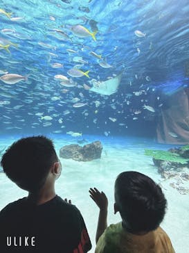サンシャイン水族館に投稿された画像（2025/7/14）