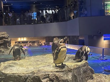 すみだ水族館に投稿された画像（2025/7/14）