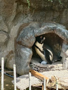 サンシャイン水族館に投稿された画像（2025/7/14）