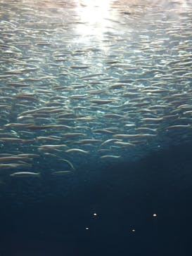 名古屋港水族館に投稿された画像（2025/7/14）