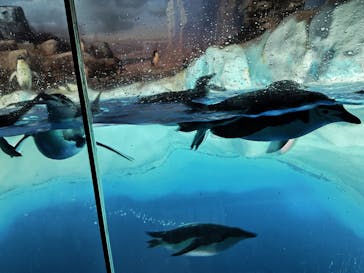 名古屋港水族館に投稿された画像（2025/7/14）