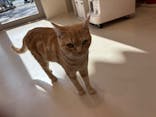 Cat Café MOFF イオンモールナゴヤドーム前店に投稿された画像（2025/7/14）