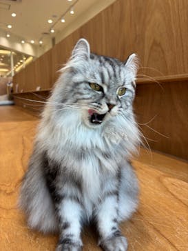 Cat Café MOFF イオンモールナゴヤドーム前店に投稿された画像（2025/7/14）