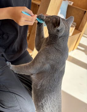 Cat Café MOFF イオンモールナゴヤドーム前店に投稿された画像（2025/7/14）