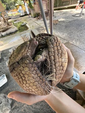 伊豆アニマルキングダムに投稿された画像（2025/7/14）