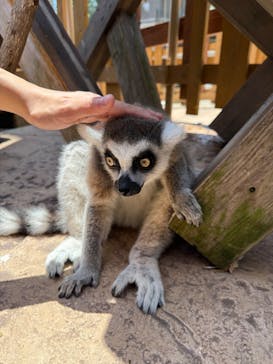 伊豆アニマルキングダムに投稿された画像（2025/7/14）