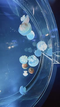 名古屋港水族館に投稿された画像（2025/7/14）