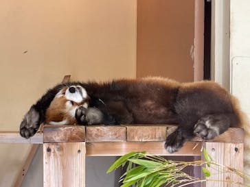 東武動物公園に投稿された画像（2025/7/14）