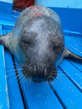 ゼロ距離水族館 伊勢シーパラダイスに投稿された画像（2025/7/14）
