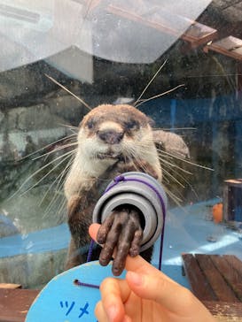 ゼロ距離水族館 伊勢シーパラダイスに投稿された画像（2025/7/14）