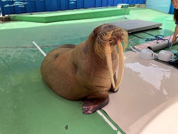 ゼロ距離水族館 伊勢シーパラダイスに投稿された画像（2025/7/14）