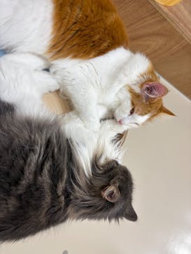 Cat Café MOFF 枚方モール店に投稿された画像（2025/7/14）