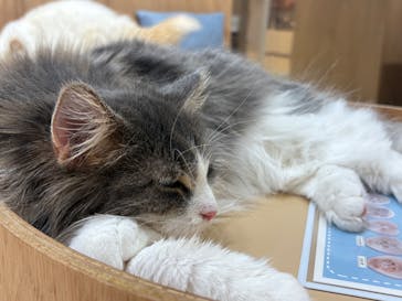 Cat Café MOFF 枚方モール店に投稿された画像（2025/7/14）