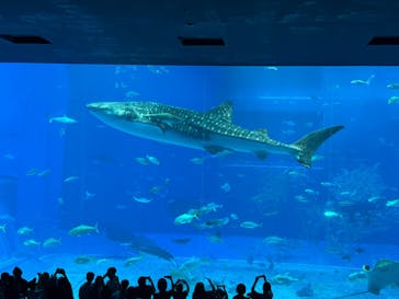 沖縄美ら海水族館に投稿された画像（2025/7/14）