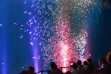 名古屋港水族館に投稿された画像（2025/7/14）