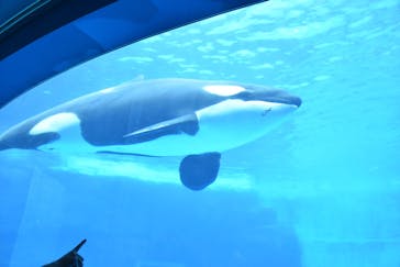 名古屋港水族館に投稿された画像（2025/7/14）