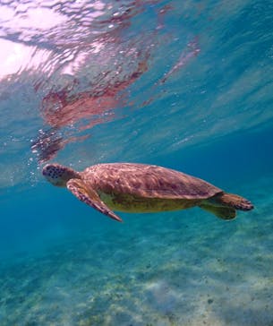 OKIDOKIマリンツアー宮古島に投稿された画像（2025/7/15）