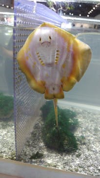 NIFREL（ニフレル）に投稿された画像（2025/7/15）