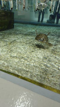 NIFREL（ニフレル）に投稿された画像（2025/7/15）