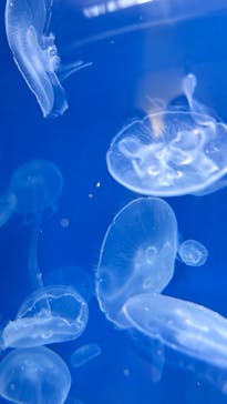 葛西臨海水族園に投稿された画像（2025/7/15）