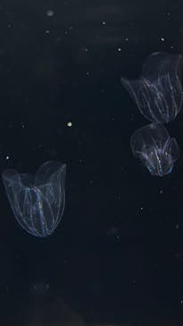 葛西臨海水族園に投稿された画像（2025/7/15）