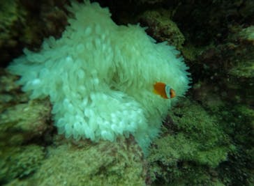 武藤潜水に投稿された画像（2025/7/15）