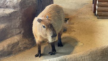 新江ノ島水族館に投稿された画像（2025/7/15）