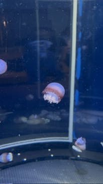 新江ノ島水族館に投稿された画像（2025/7/15）