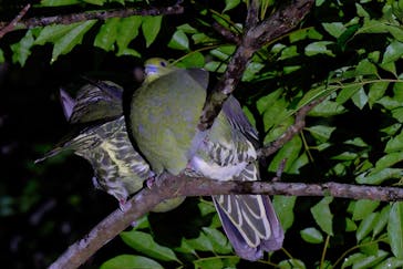 奄美ナイトガイドサービスに投稿された画像（2025/7/15）