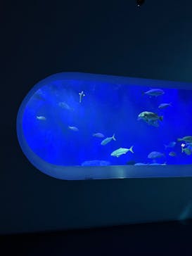 大分マリーンパレス水族館 「うみたまご」に投稿された画像（2025/7/15）
