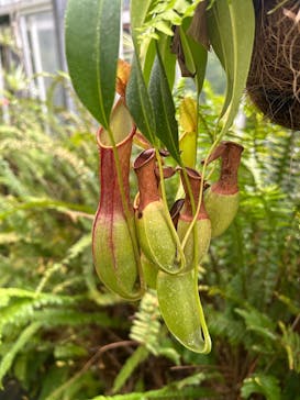 熱川バナナワニ園に投稿された画像（2025/7/15）