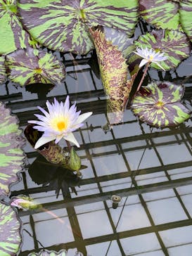 熱川バナナワニ園に投稿された画像（2025/7/15）