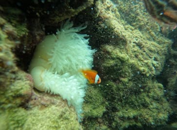 武藤潜水に投稿された画像（2025/7/15）