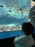 沖縄美ら海水族館に投稿された画像（2025/7/15）