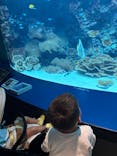 沖縄美ら海水族館に投稿された画像（2025/7/15）