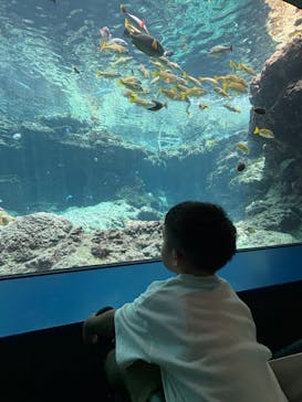 沖縄美ら海水族館に投稿された画像（2025/7/15）